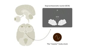 Prediction: There is a mechanistic relationship between mental health and sleep ​